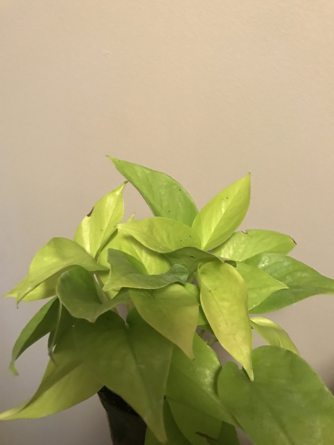 Are neon pothos safe for chams? Chameleon Forums