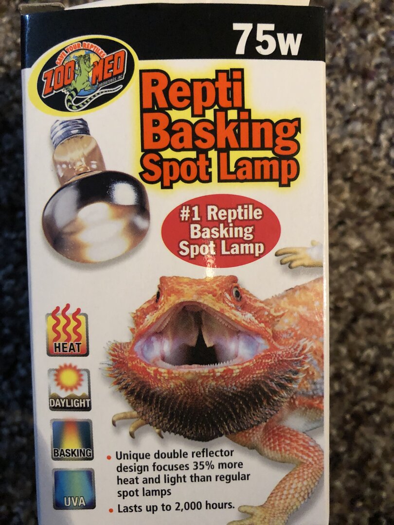 Basking light Chameleon Forums