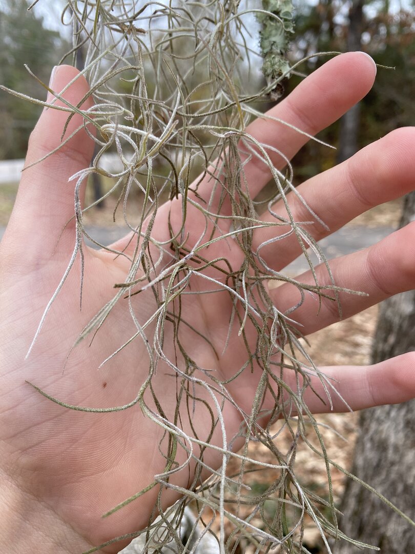 Mystery Moss? Chameleon Forums