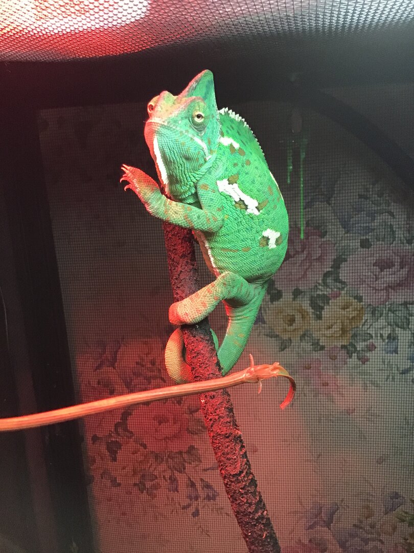 Is my chameleon pregnant? Chameleon Forums