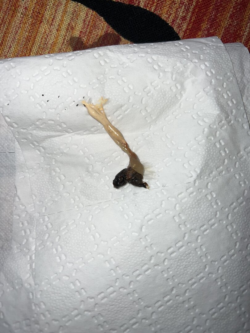 Please help! Worried chameleon poop Chameleon Forums