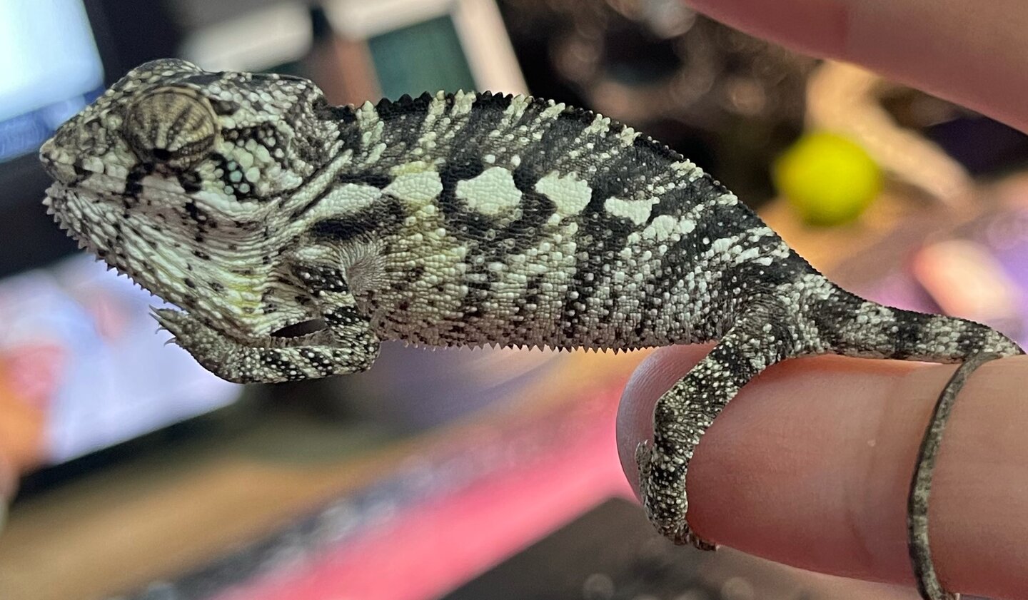 Yes Another help me figure out the sex question