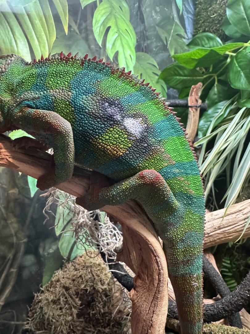 White spot? Chameleon Forums