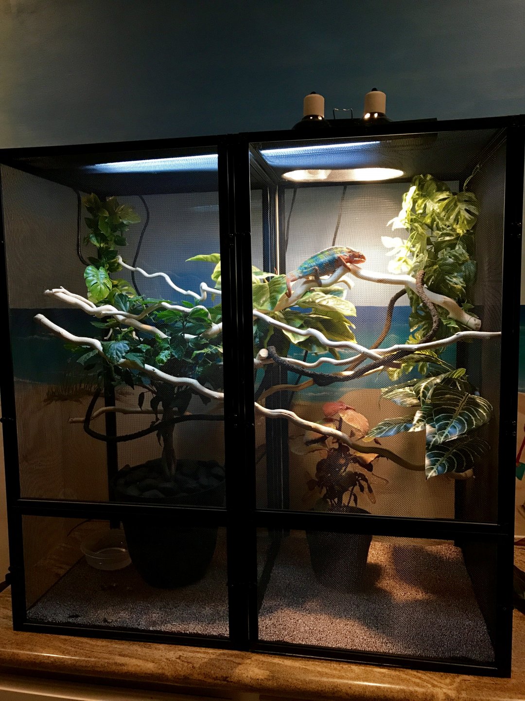 New cage set up Chameleon Forums