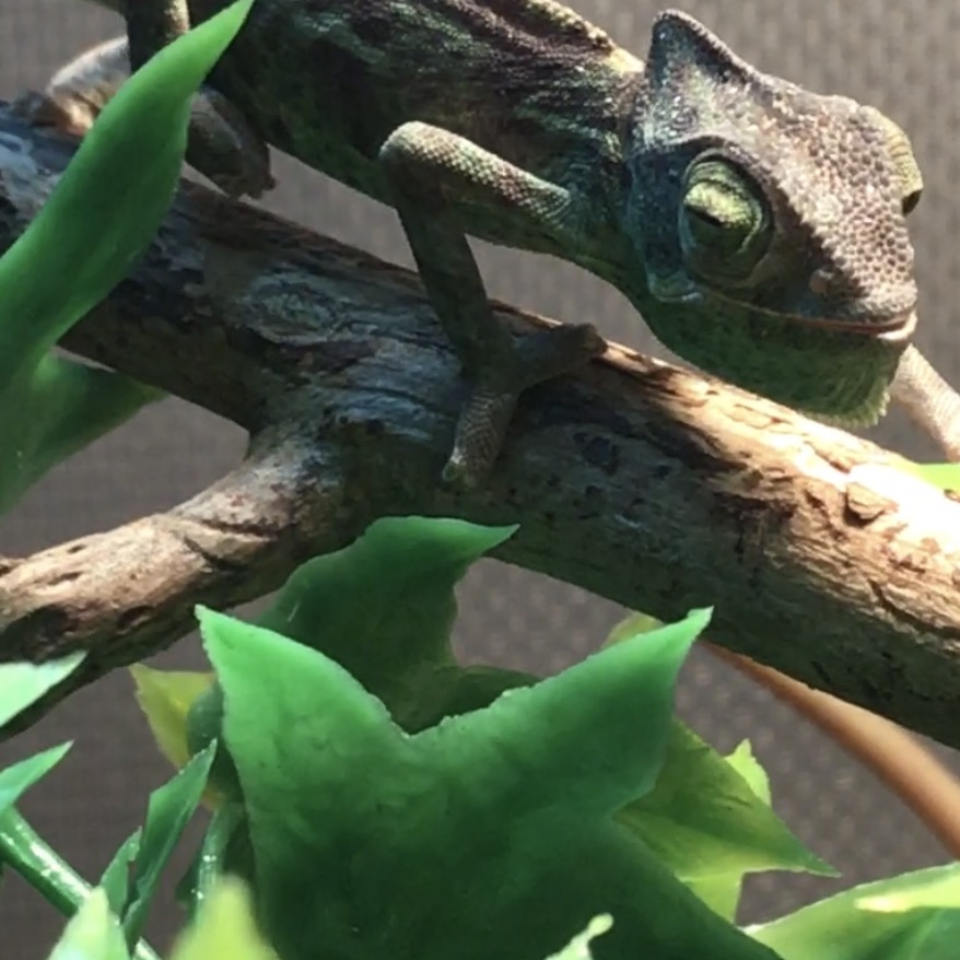 Chameleon Eyes Closed During Day The Studio Apartments