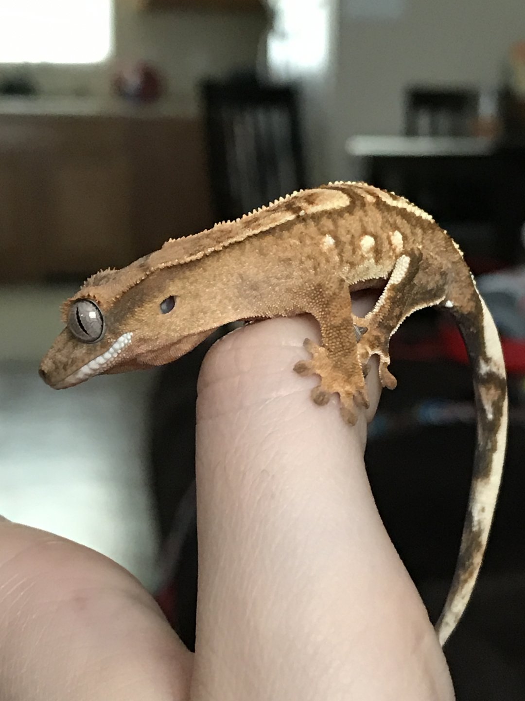 Crested Gecko Or Dart Frogs | Chameleon Forums