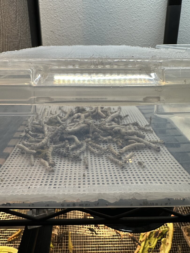 Coastal Silks Silkworm Keeper Chameleon Forums