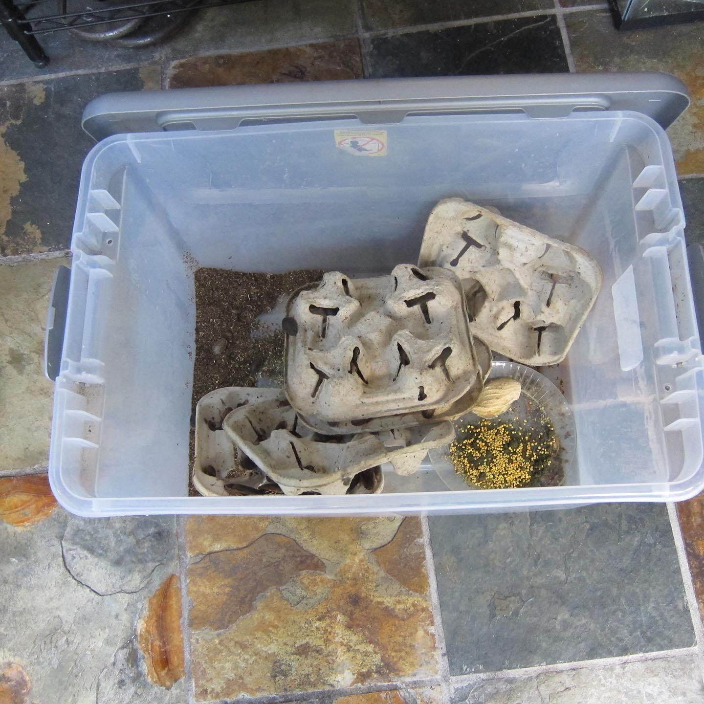 To clean or to replace roach bins? Chameleon Forums