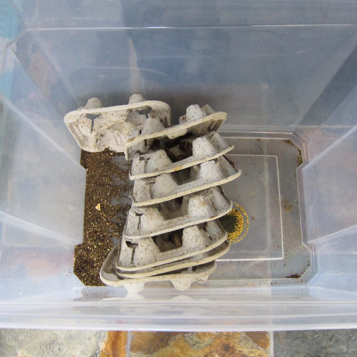 To clean or to replace roach bins? Chameleon Forums