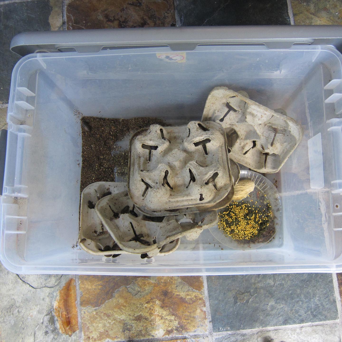 To clean or to replace roach bins? Chameleon Forums