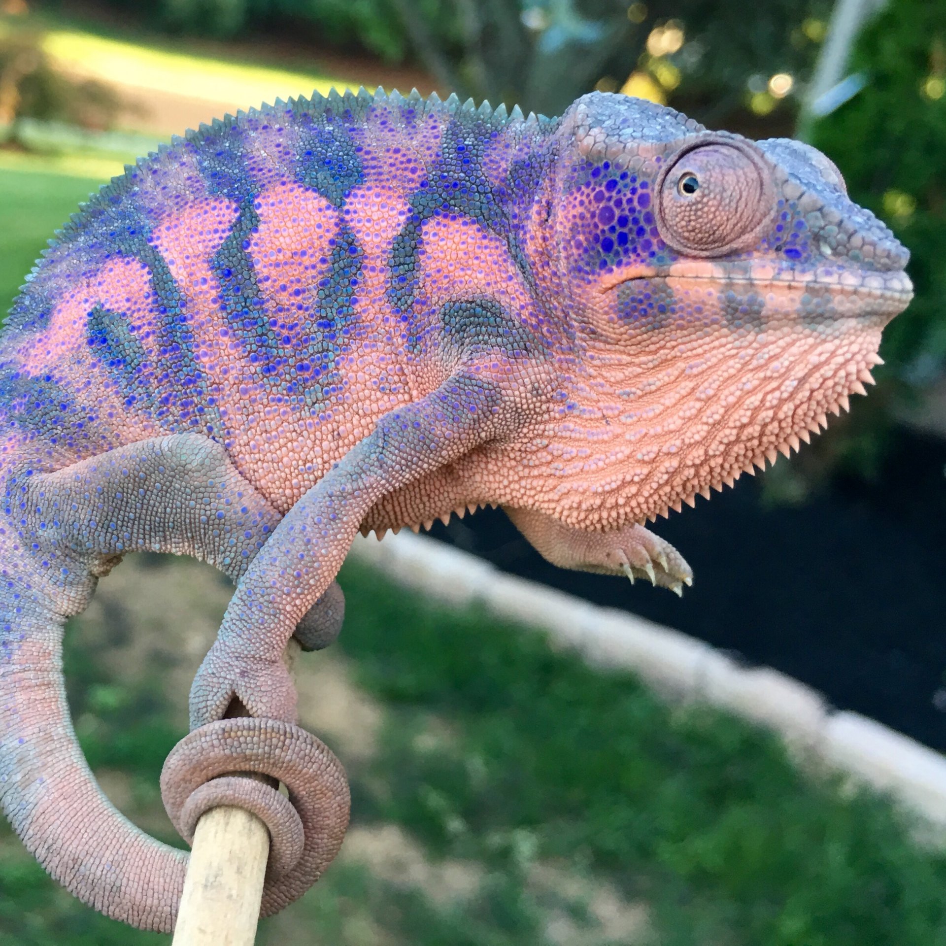 Pretty Tree Candy Chameleon Forums