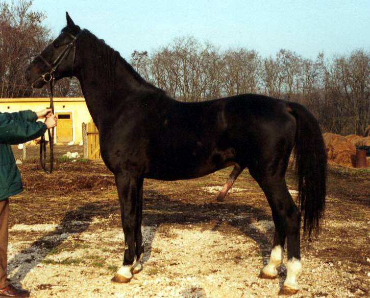 CHAMPEX LTD. HORSE BREEDING