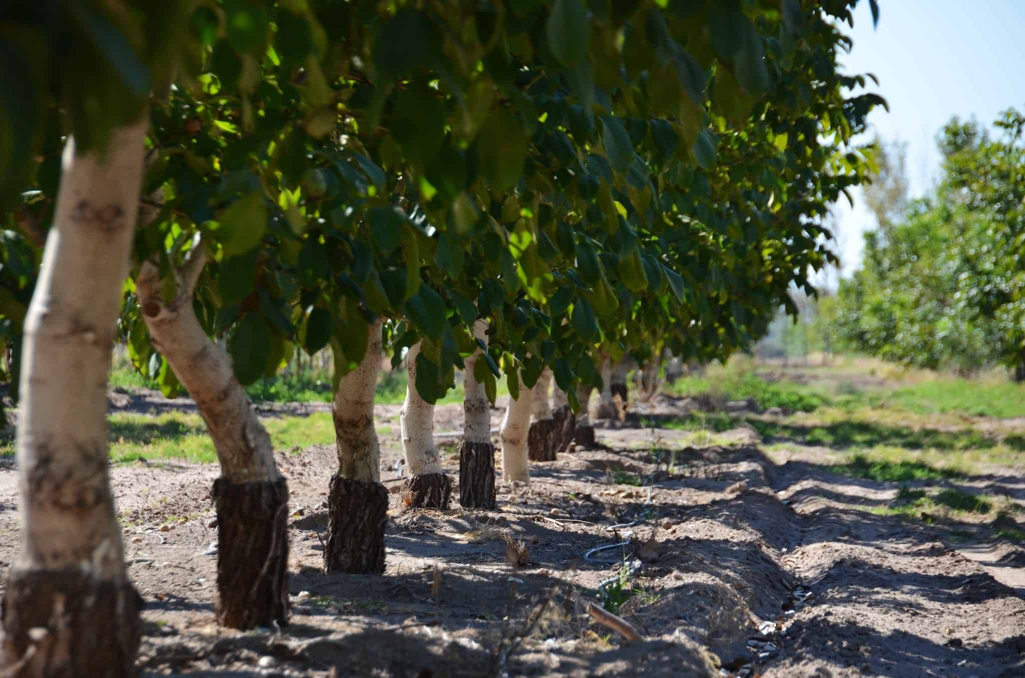 English Walnut, Persian Walnut, California Walnut, Juglans Regia Many