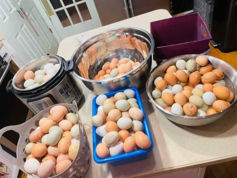 How to Freeze Dry Eggs 25 Year Shelf Life