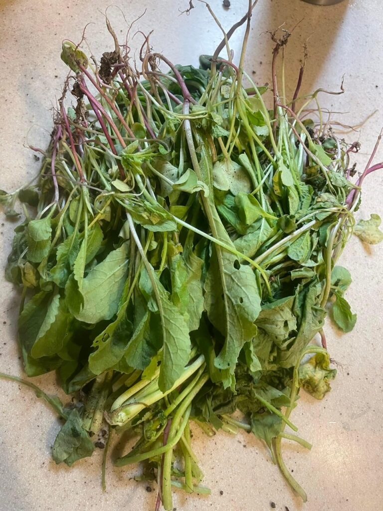 How to Use Freeze Dried Greens Powder in Meals 7 Meal Ideas