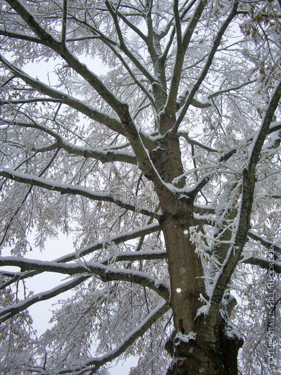 Snowy Tree in Carrboro Chapel Hill Recorder