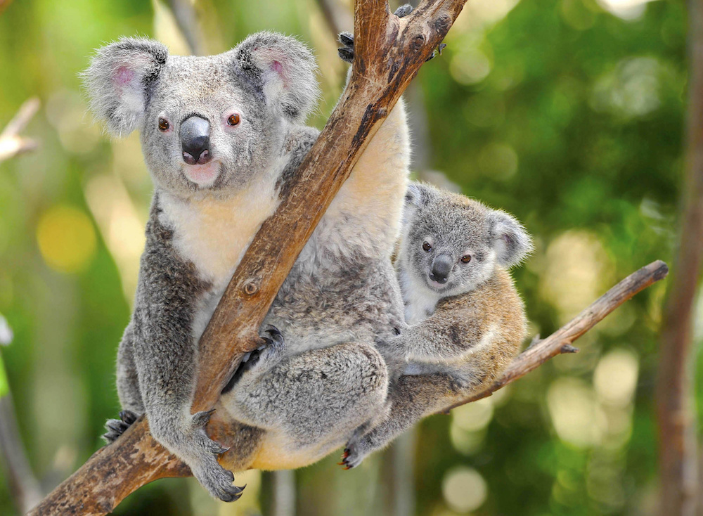 52 Reasons to visit Australia at least once in your life
