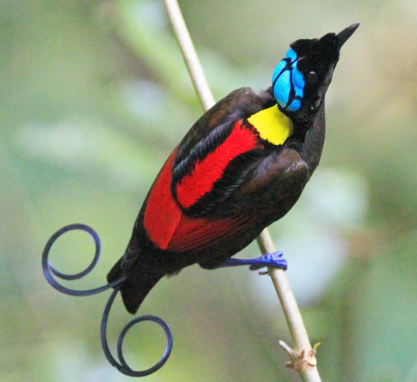 The Wilson Bird of Paradise
