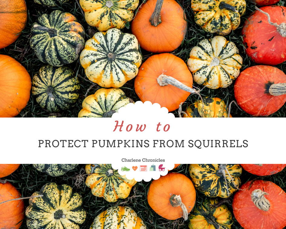 How to Protect Your Pumpkins from Squirrels