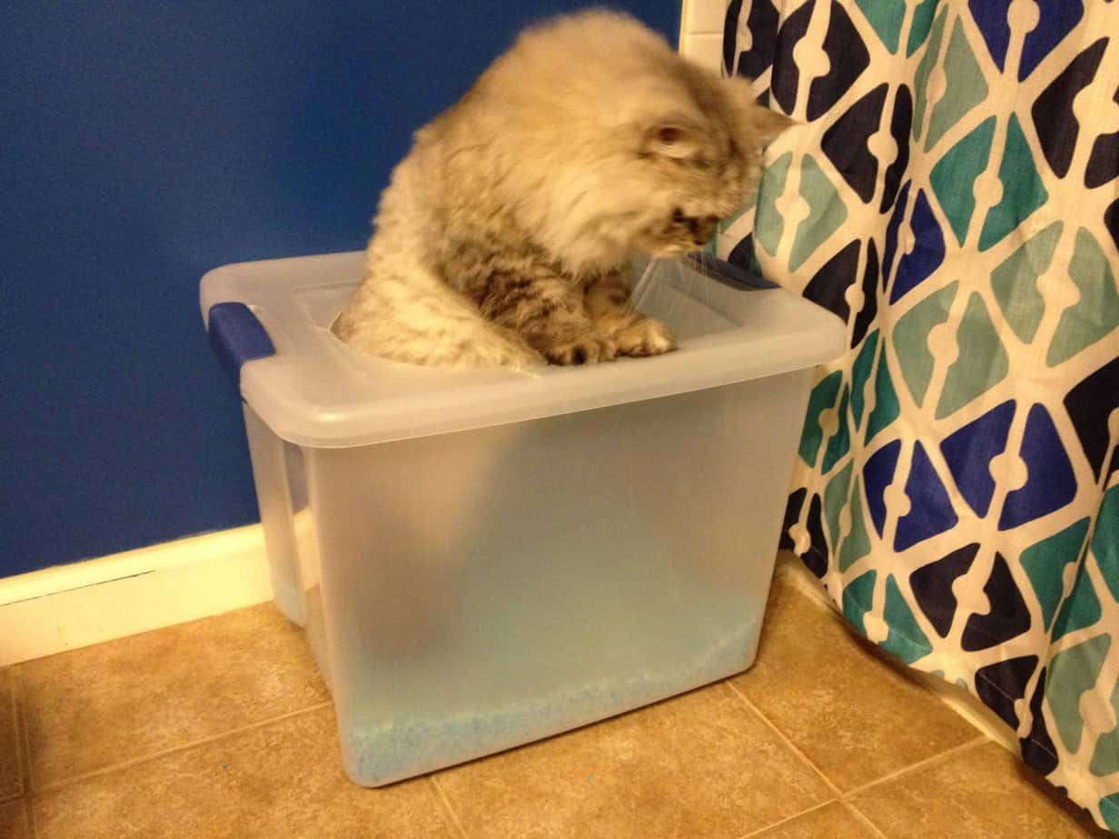 Litter Box Solutions