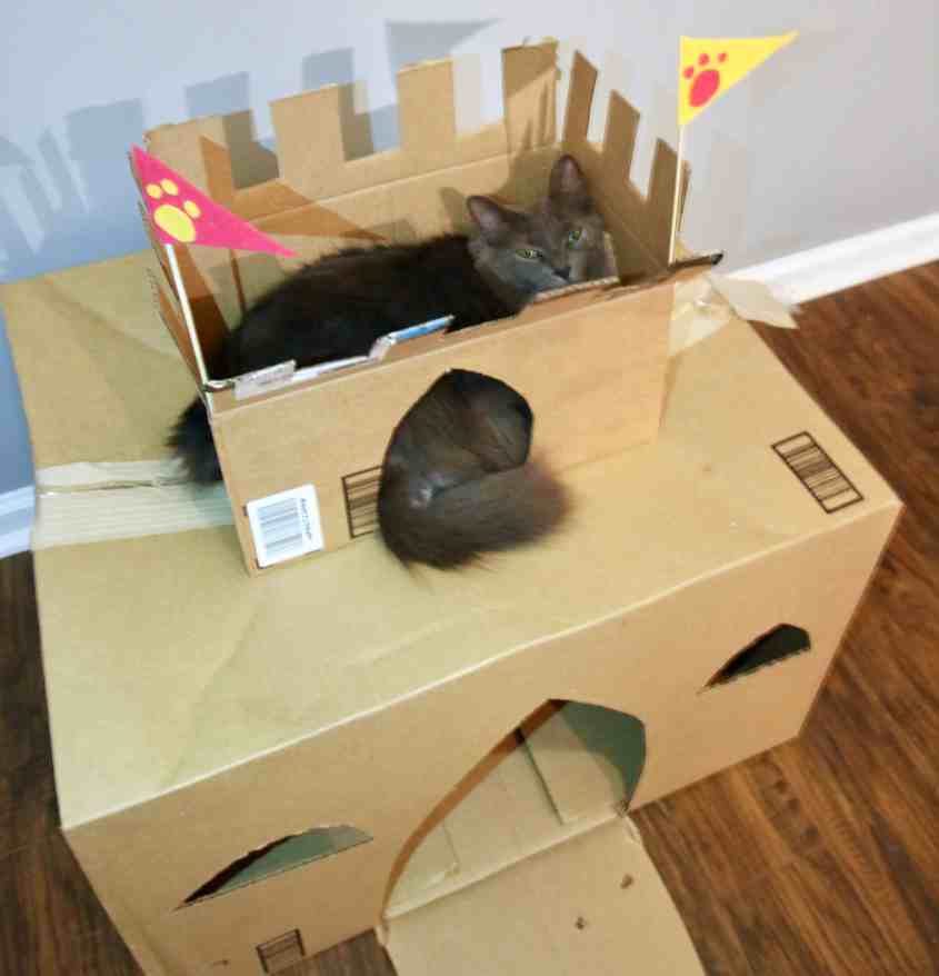 How to Build a DIY Cardboard Cat Castle   Charleston Crafted