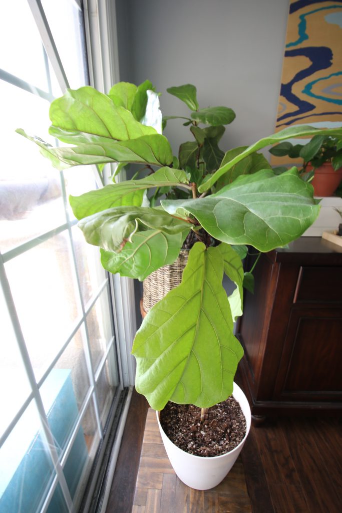How to propagate a fiddle leaf fig from stem cuttings
