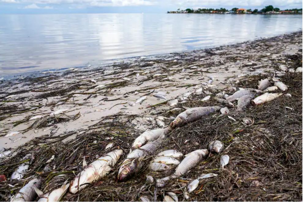 Another ‘red tide’ left 15 tons of dead fish on Tampa Bay’s shore, and