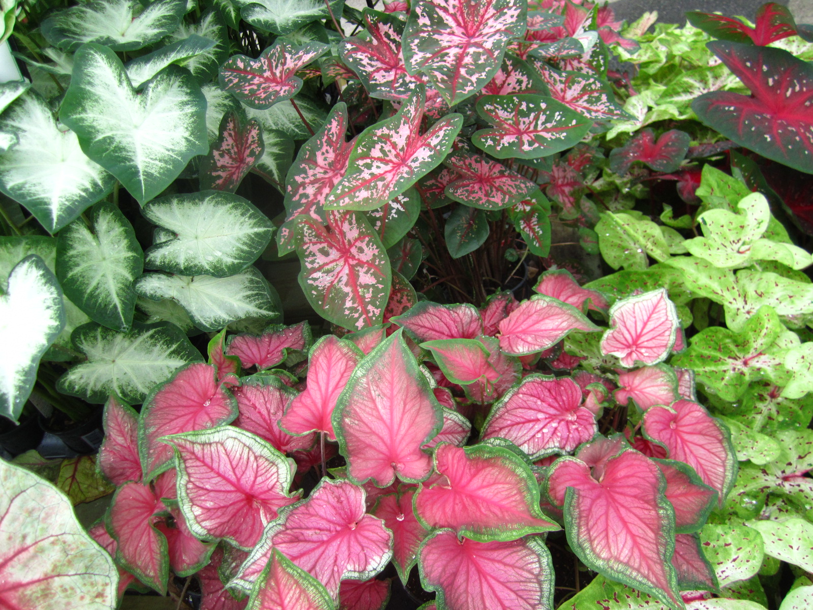 HeatLoving Plants Charlotte Magazine