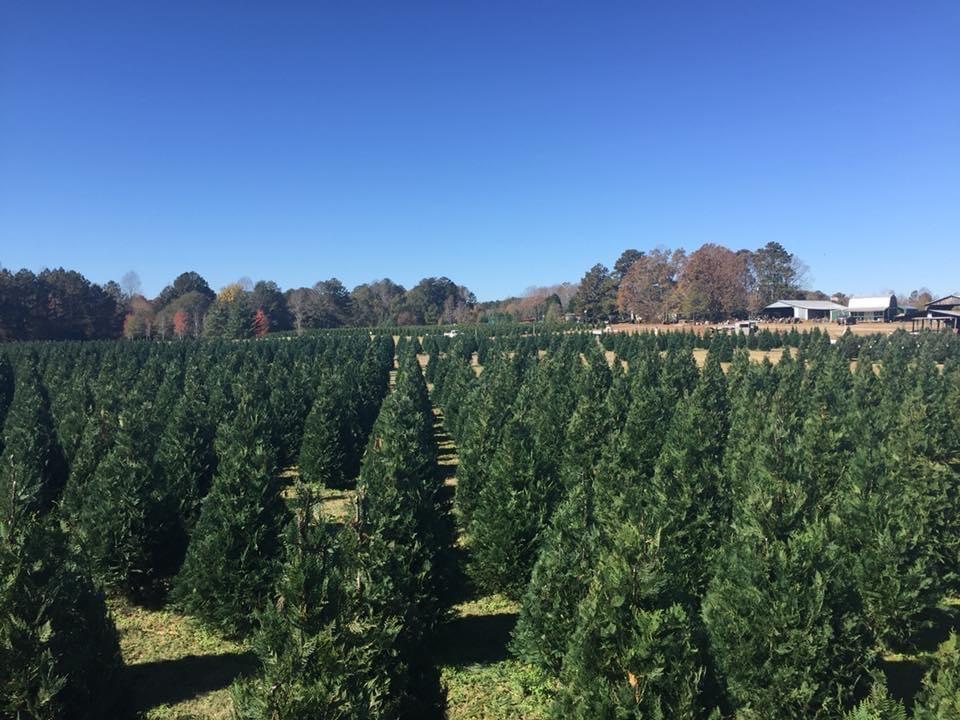 5 CutYourOwn Christmas Tree Farms, an Hour or Less From Charlotte Charlotte Parent