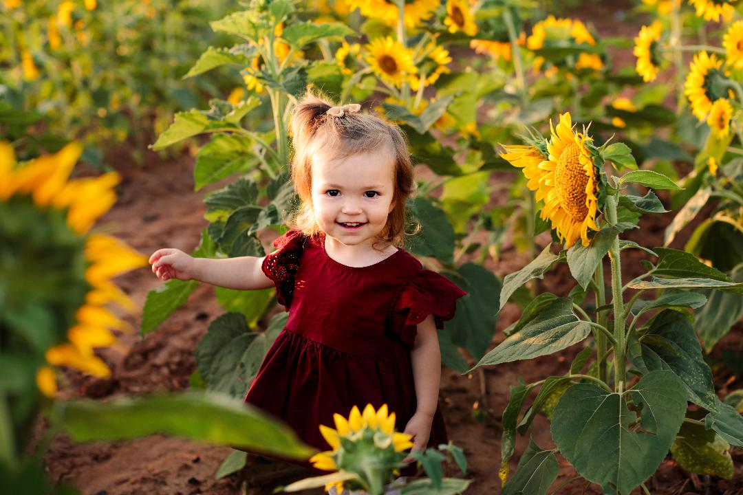 Sunflower Fields to Visit Near Charlotte Charlotte Parent