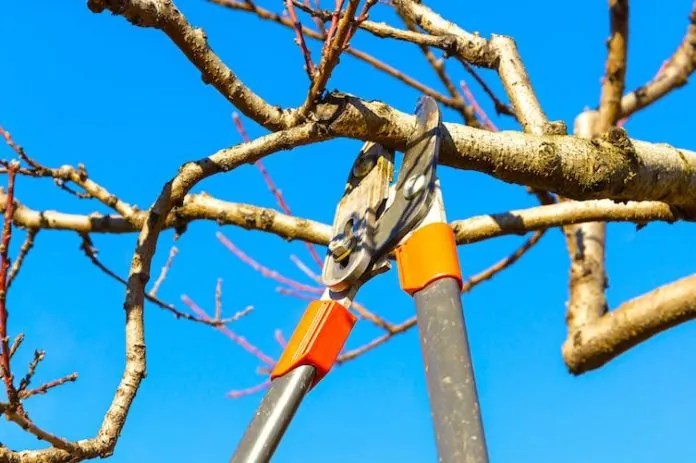 Does Home Owners Insurance Cover Tree Trimming? Chart Attack
