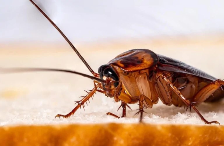 7 Tips to Get Rid Of Cockroaches in the House Chart Attack