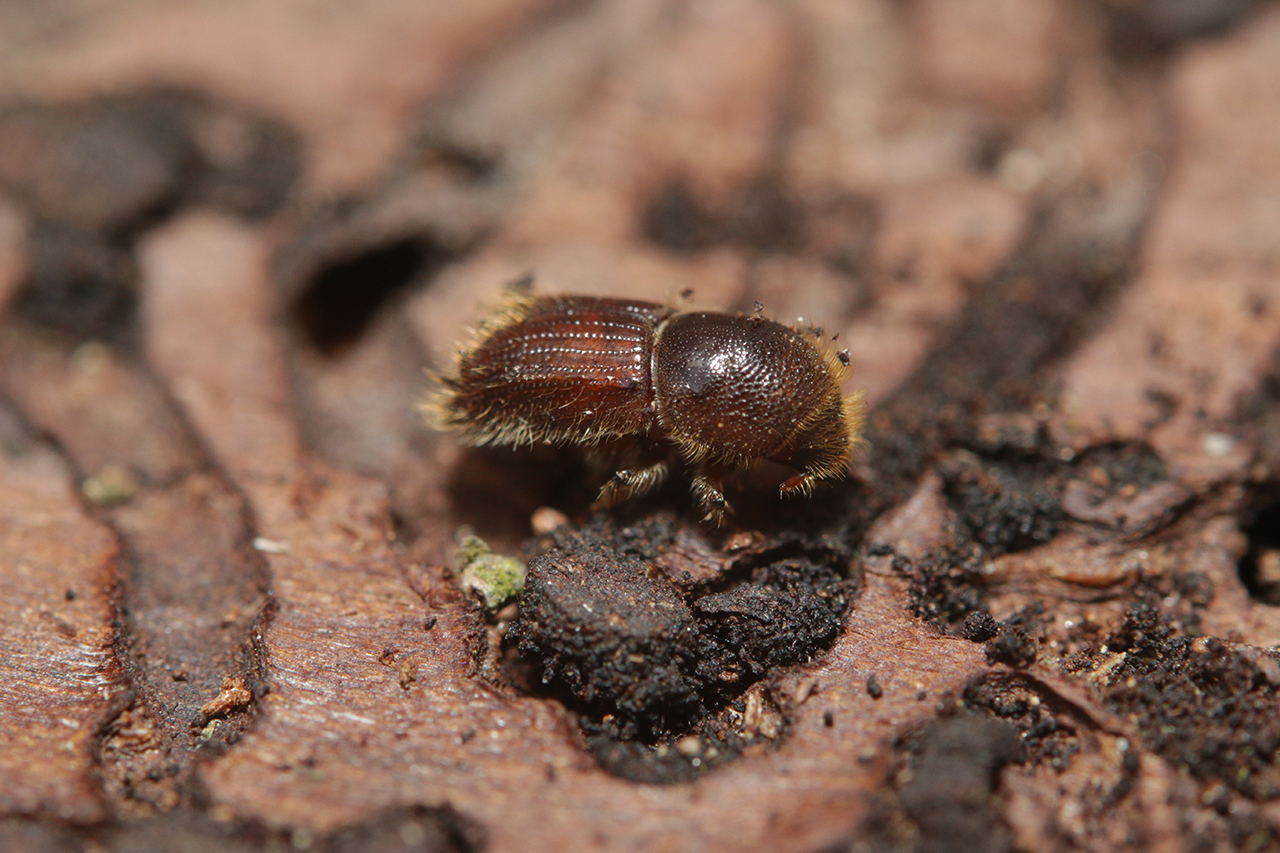Breeding populations of bark beetle tree pest identified in Kent The