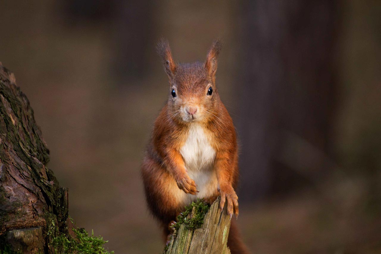 New action plan to save England’s red squirrels The Institute of