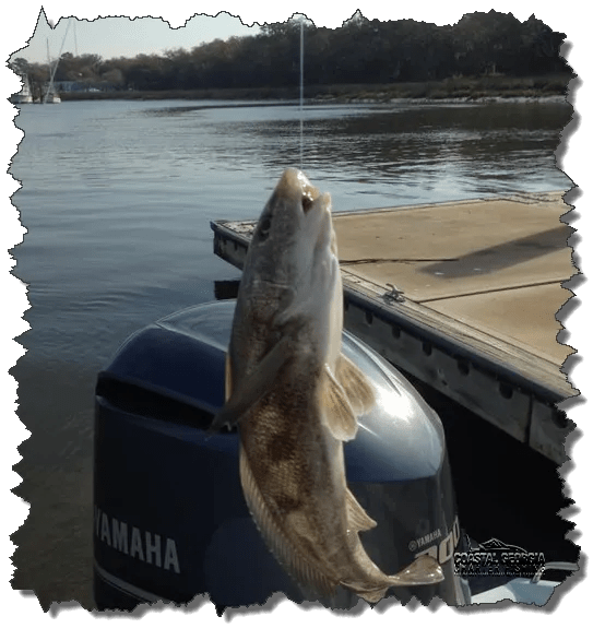 St. Simons Island Fishing Report Spring Fishing Guide The