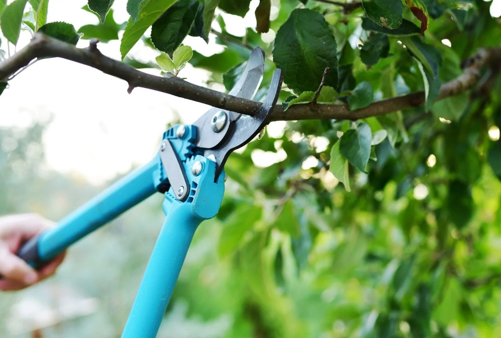 What Happens If You Don't Prune Your Trees On Time Chart Attack