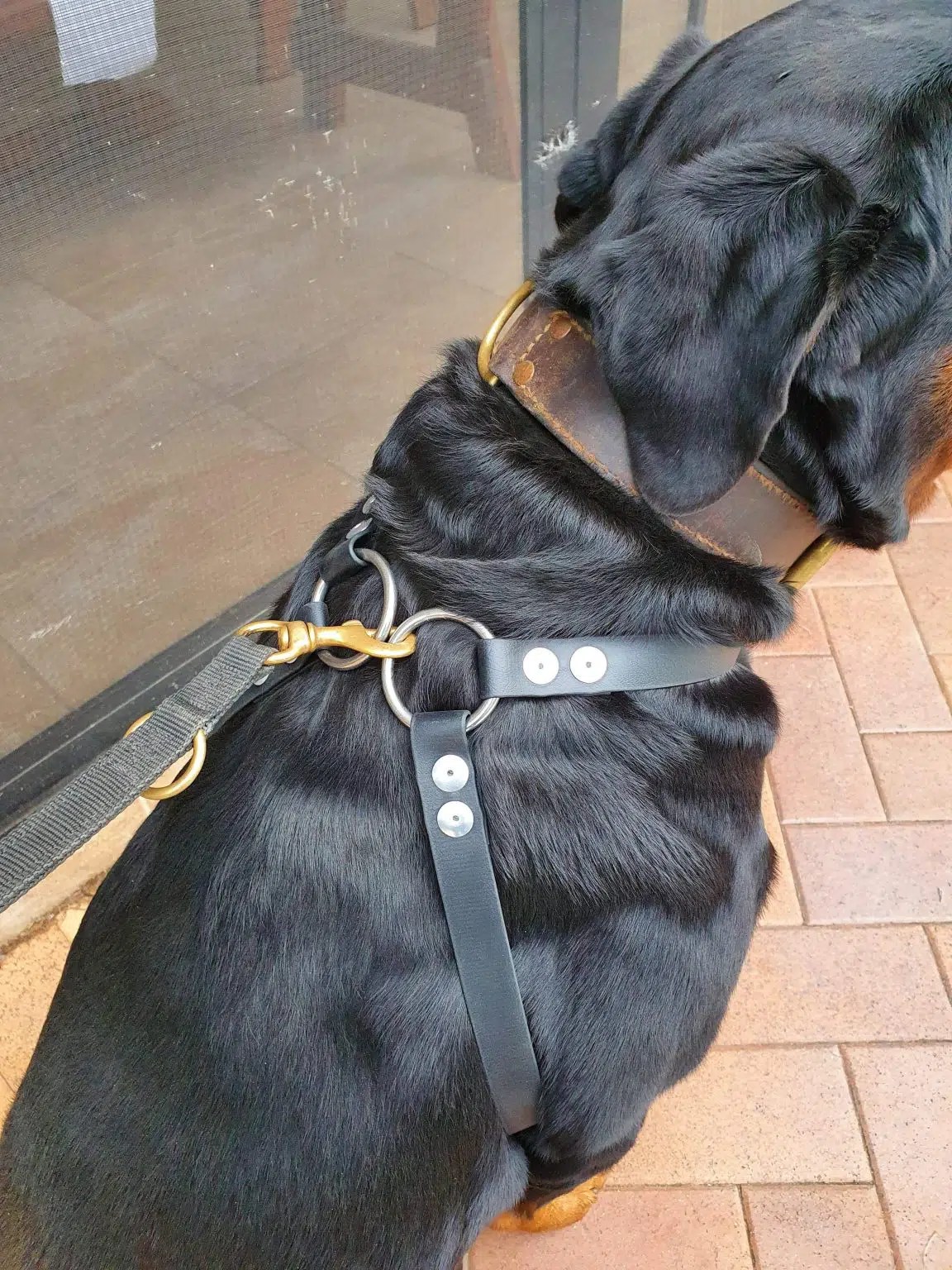 Biothane Dog Harness Chase Pro