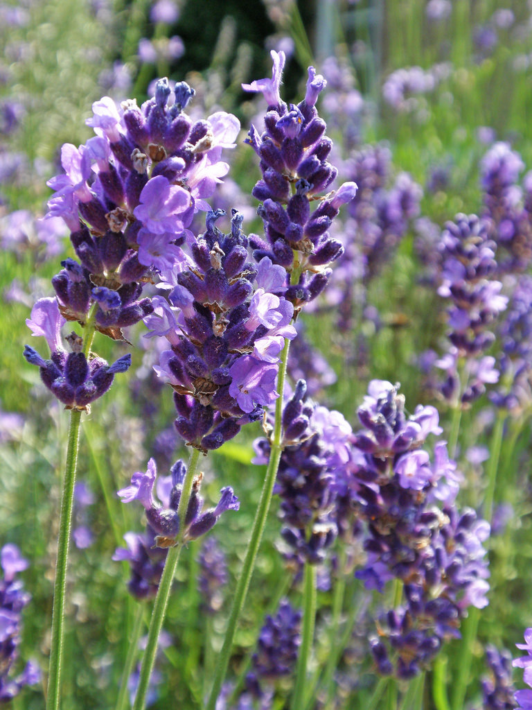 8 Amazing Plants That'll Repel Mosquitoes (And Other Pests!)