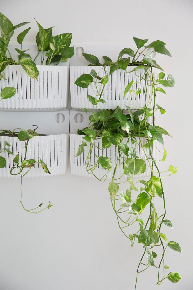 10 Hard to Kill Hanging Plants That'll Make Your Home Look