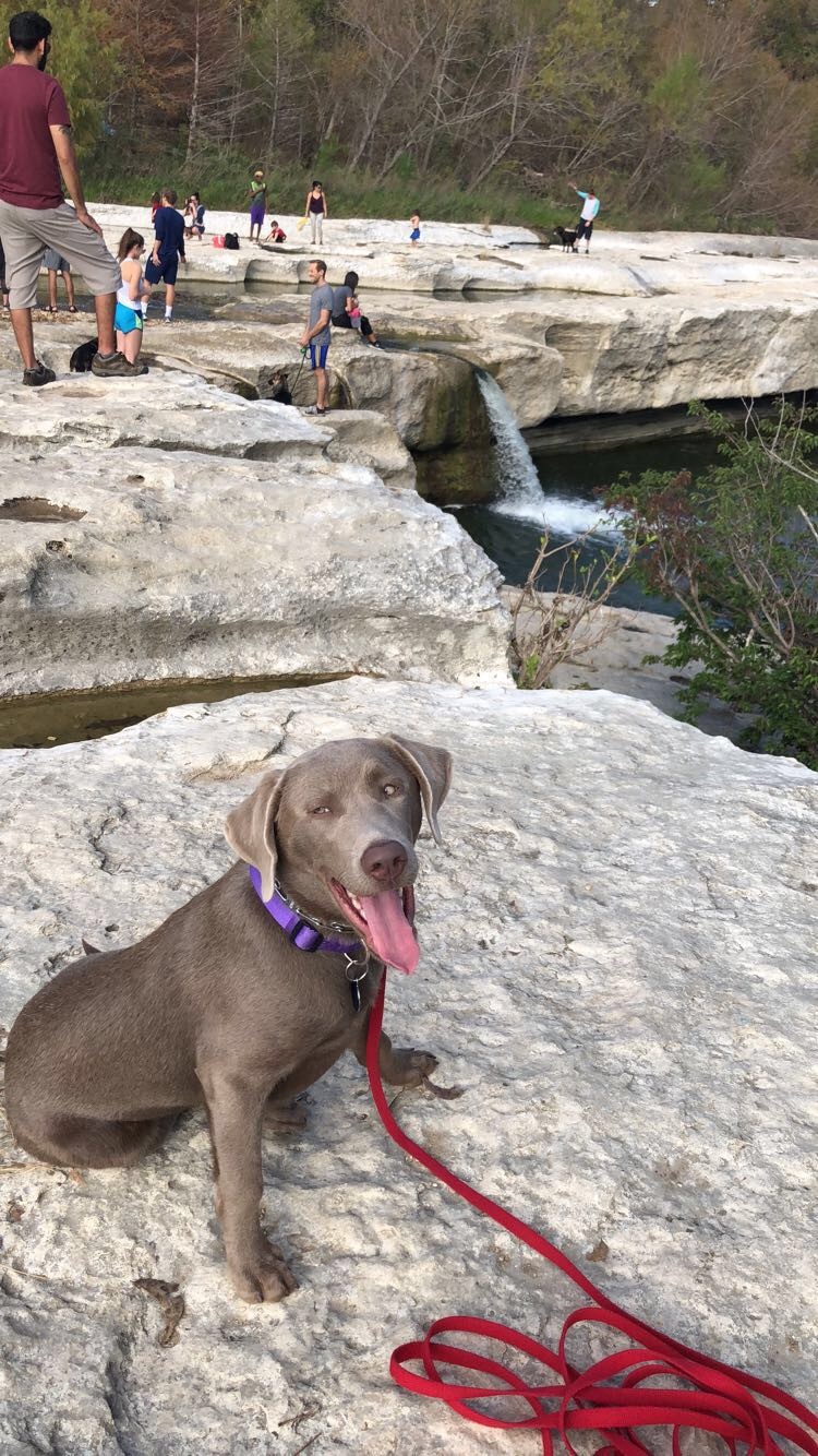 Dog Trainers Round Rock Dog Training Round Rock TX Chasing Life Dog