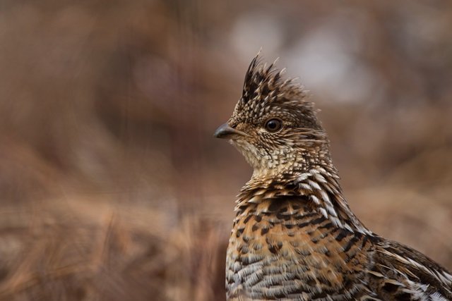 petit gibier de montagne Fédération Départementale des Chasseurs de l