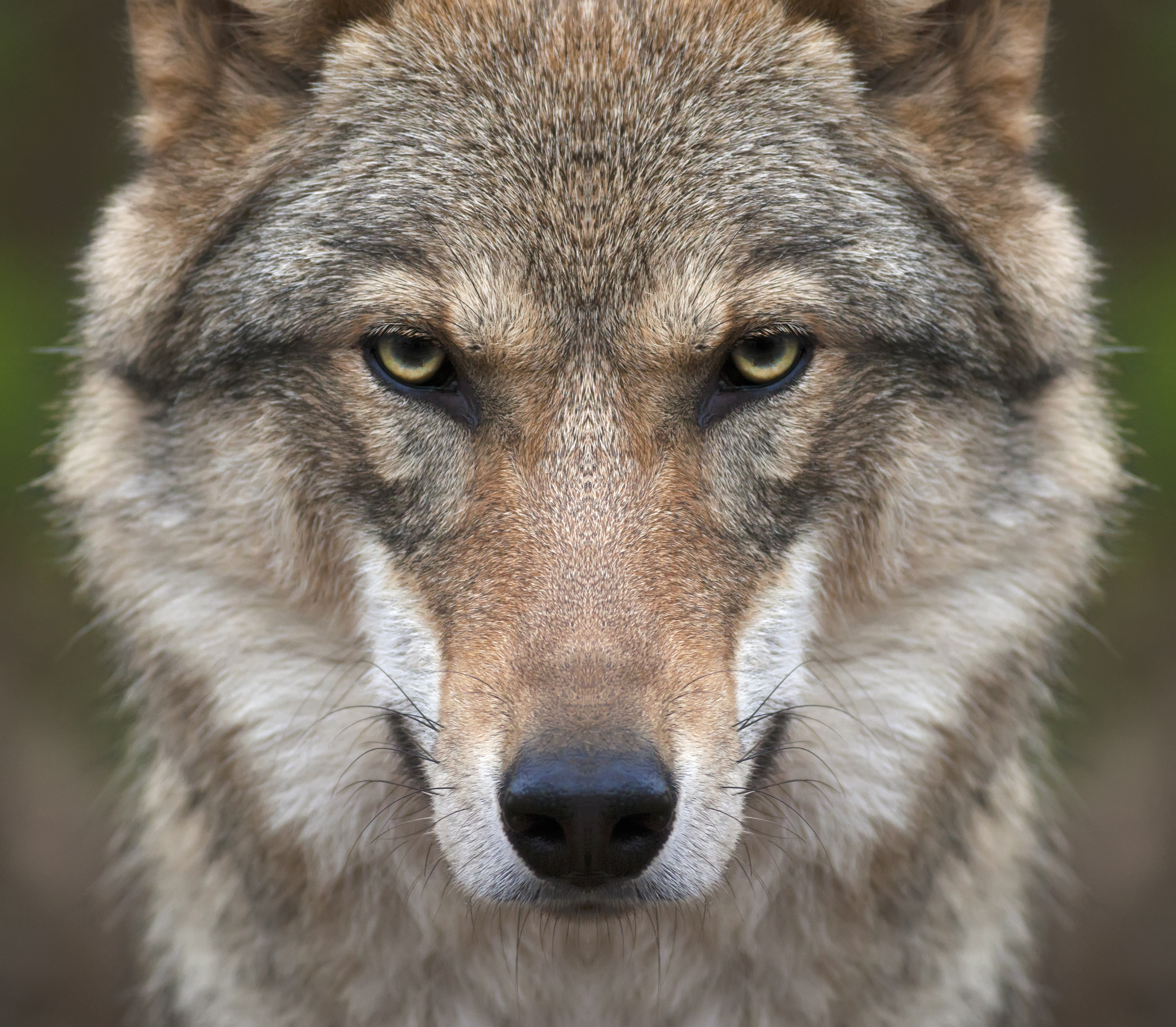 5 différences entre un loup et un chienloup Chasseurs