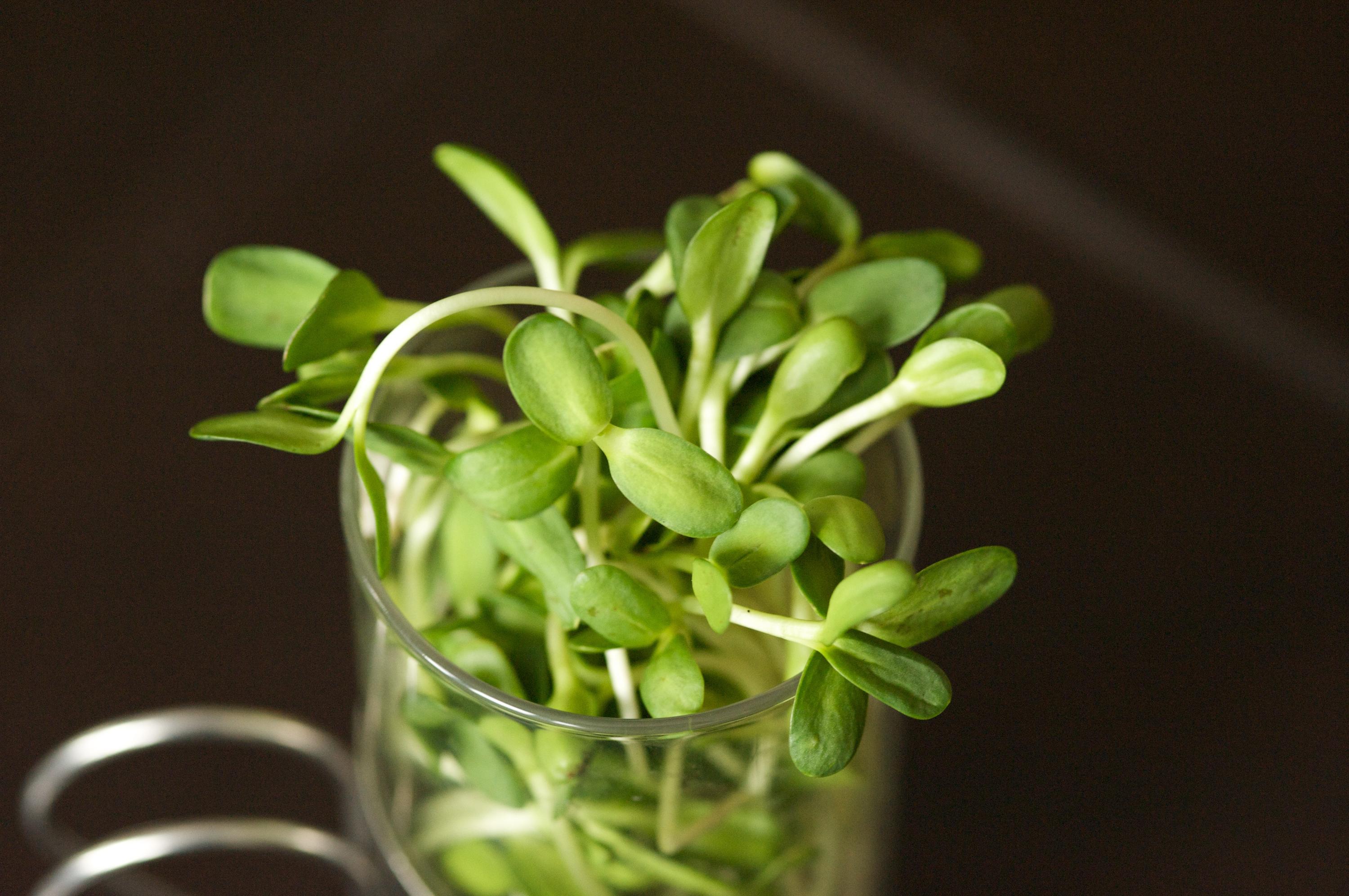 Five health reasons to eat sunflower seeds and sprouts Chatelaine