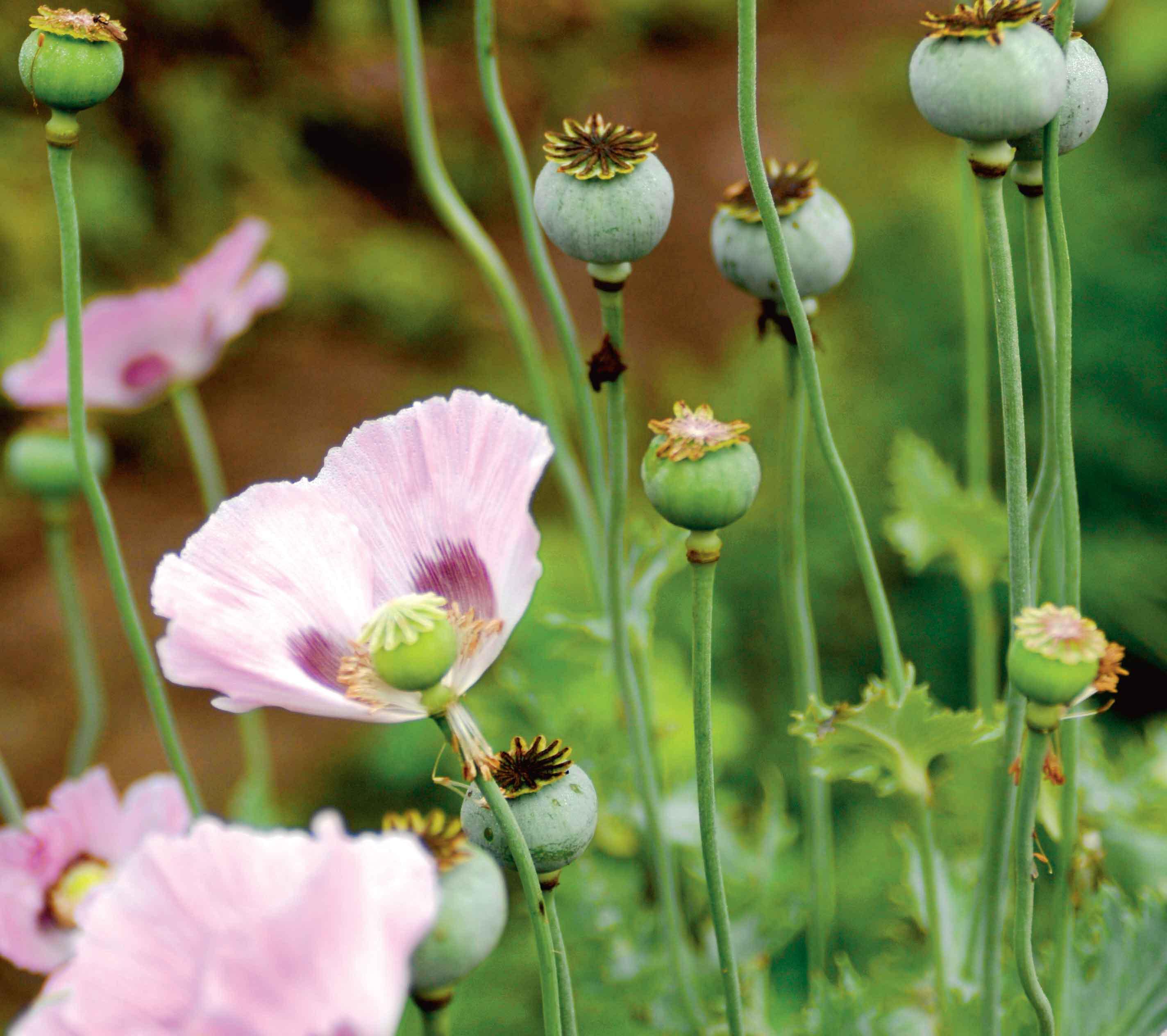 Top 10 healing plants to grow in your backyard Chatelaine