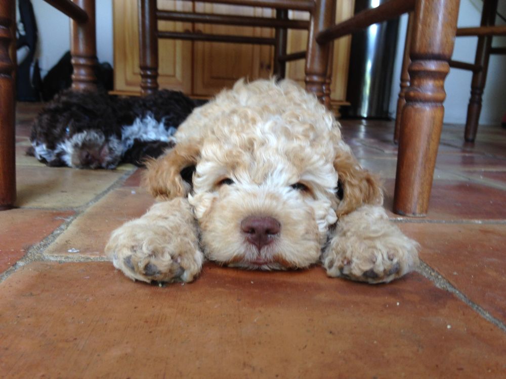 Chiot a donner vaucluse chaton chien à donner