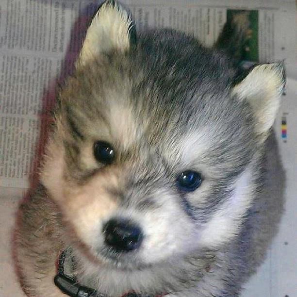 Pomeranian husky prix chaton chien à donner