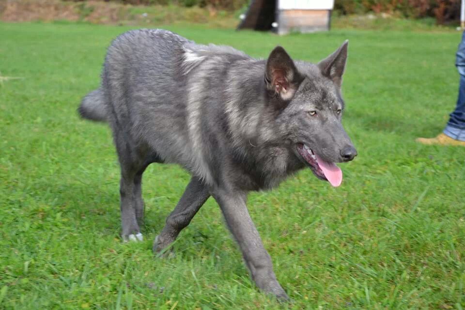 Chien loup americain chaton chien à donner