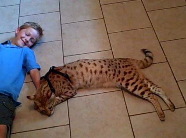 Chat geant prix plus grand chat du monde
