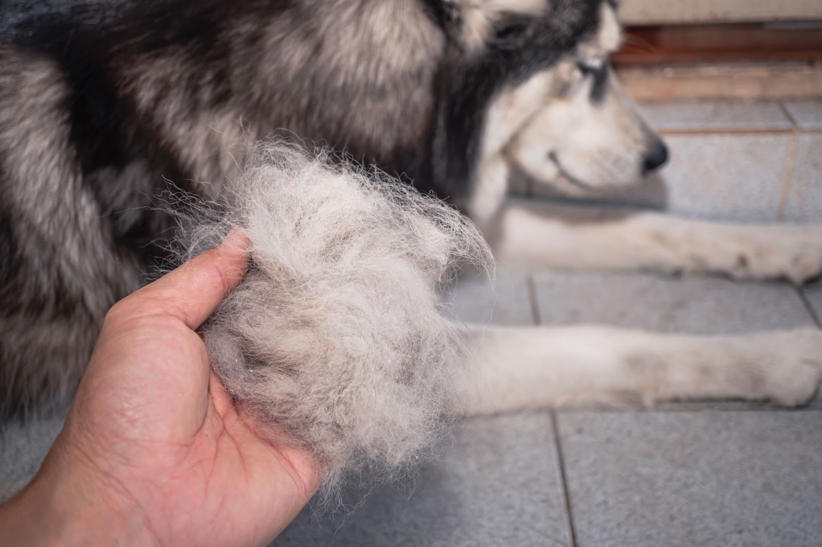 How To Identify Hair Loss In Dogs [10 Common Causes And Remedies