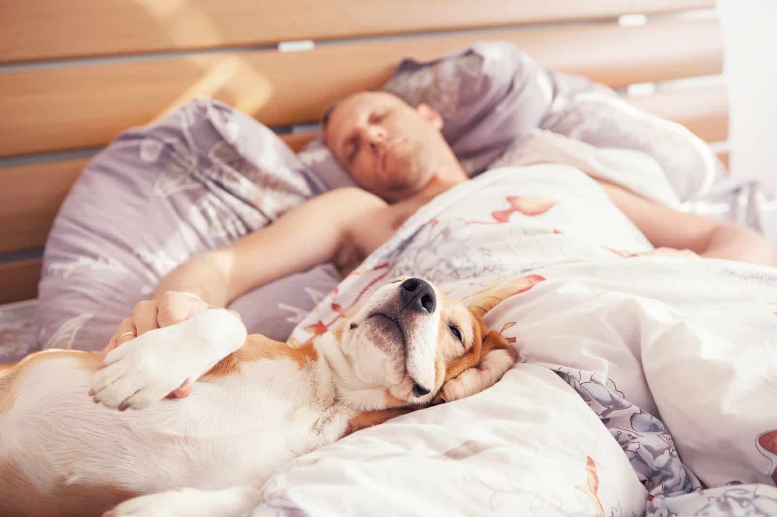 Top 10 Ways to Help Your Dog Sleep Soundly Each Night